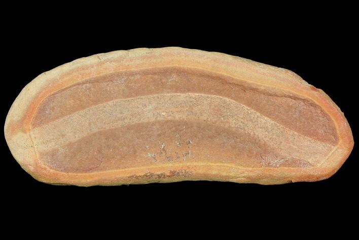 Fossil Polychaete Worm (Polychaeta) - Illinois #120943